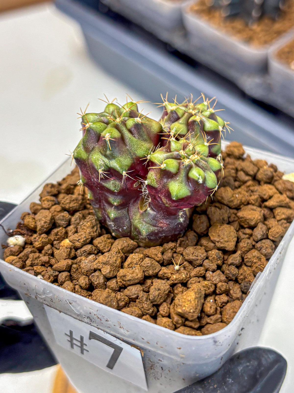 Gymnocalycium Siamese Grape (gy13) (7) | Collectable Plant