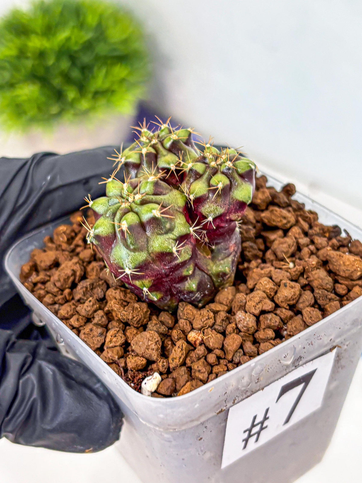 Gymnocalycium Siamese Grape (gy13) (7) | Collectable Plant