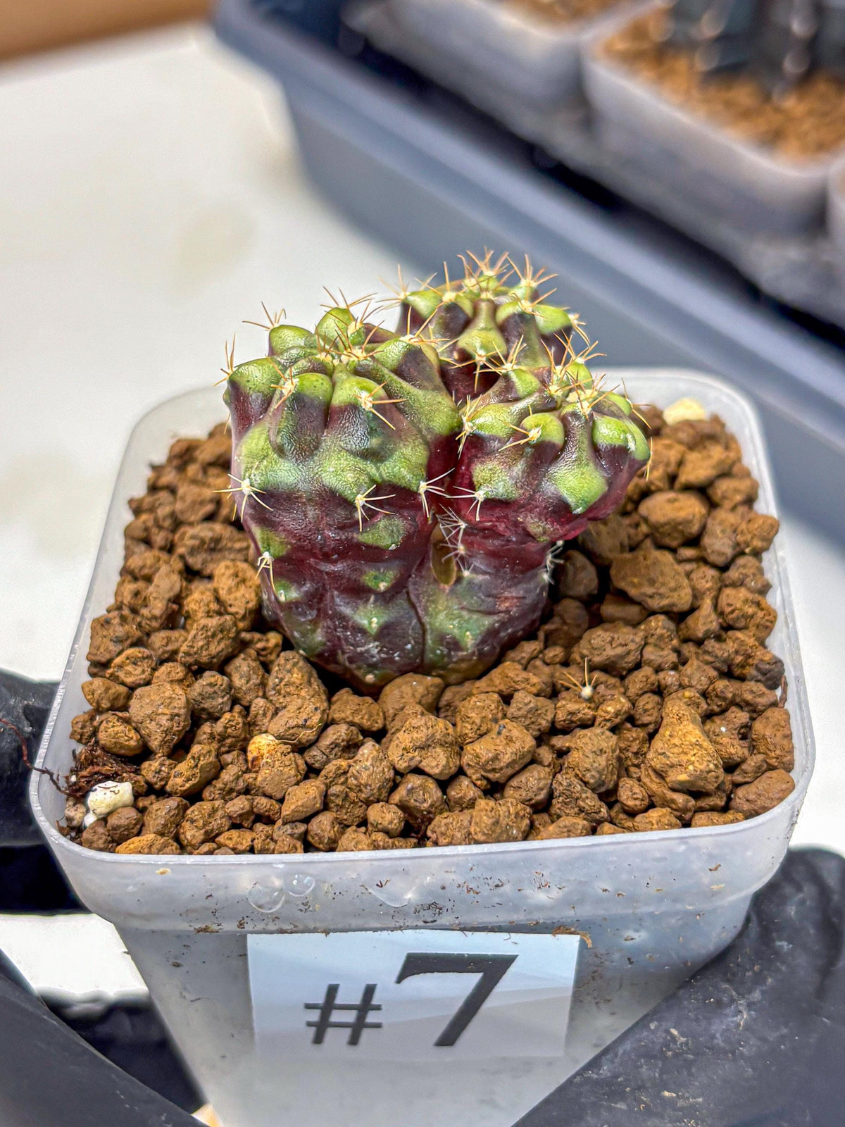 Gymnocalycium Siamese Grape (gy13) (7) | Collectable Plant