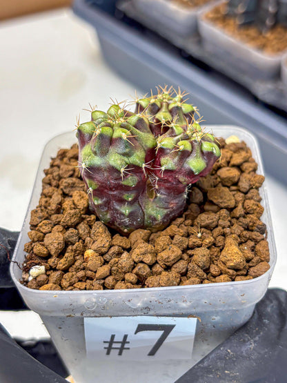 Gymnocalycium Siamese Grape (gy13) (7) | Collectable Plant