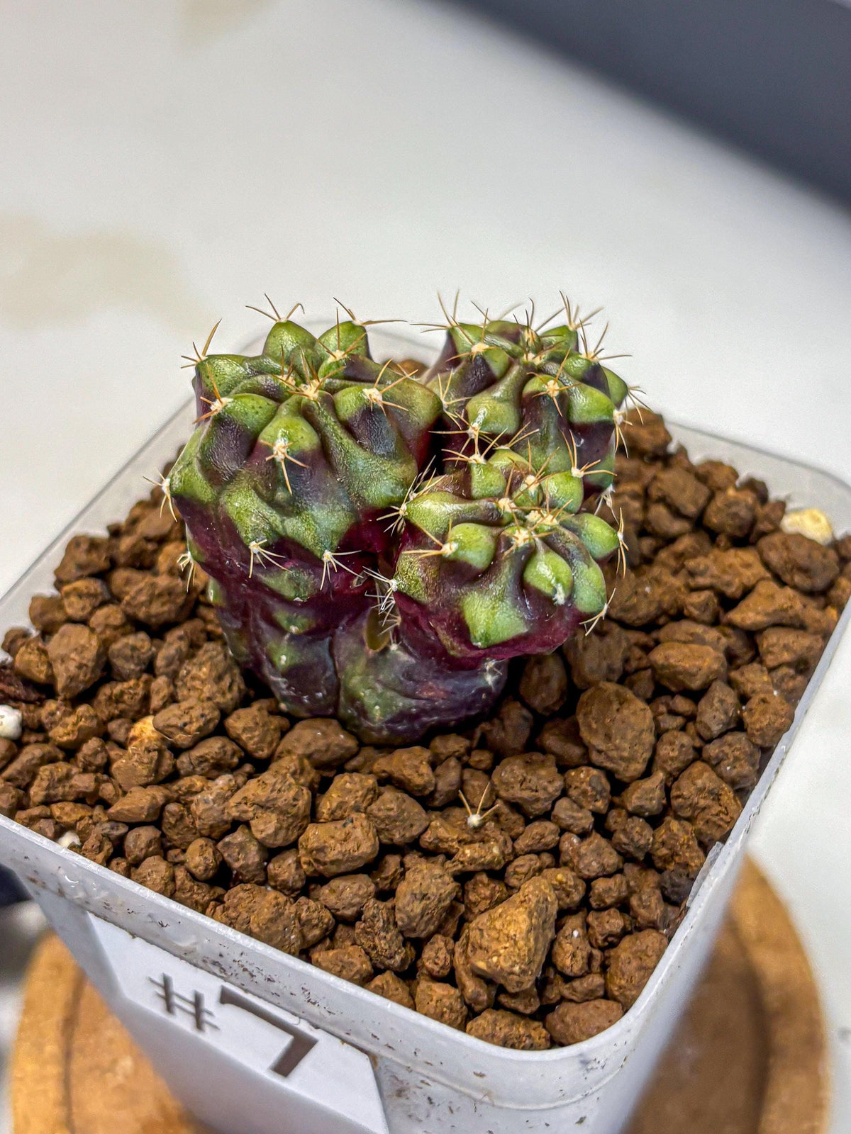 Gymnocalycium Siamese Grape (gy13) (7) | Collectable Plant