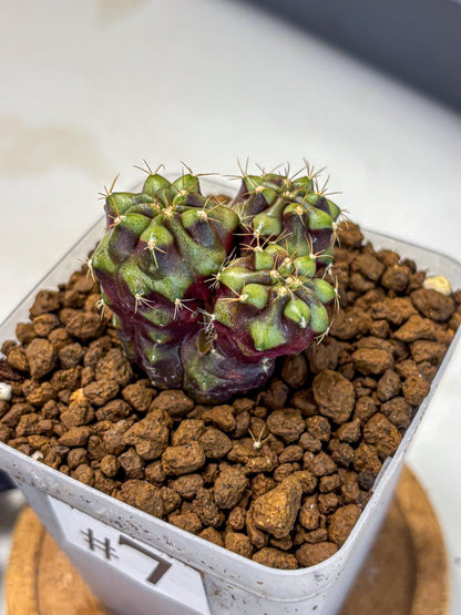 Gymnocalycium Siamese Grape (gy13) (7) | Collectable Plant