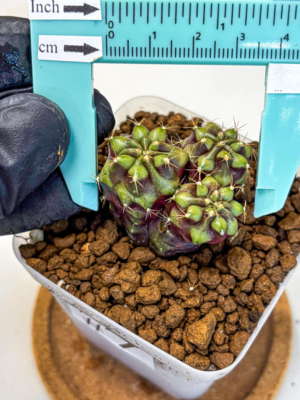 Gymnocalycium Siamese Grape (gy13) (7) | Collectable Plant
