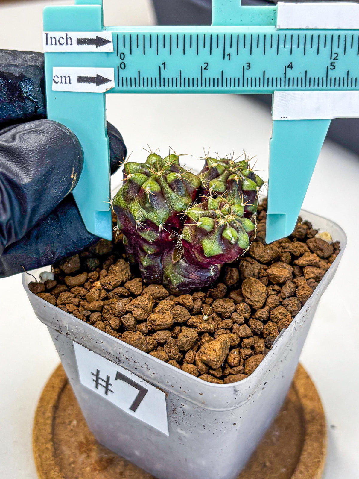 Gymnocalycium Siamese Grape (gy13) (7) | Collectable Plant