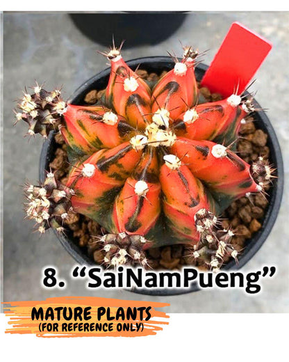 Gymnocalycium Sainampueng (gy13) (10) | Collectable Plant