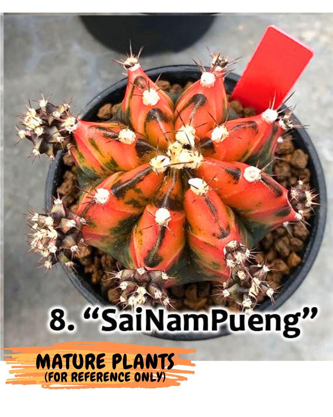 Gymnocalycium Sainampueng (gy13) (9) | Collectable Plant