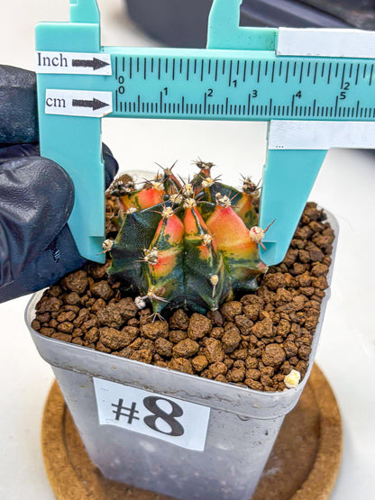 Gymnocalycium Sainampueng (gy13) (8) | Collectable Plant