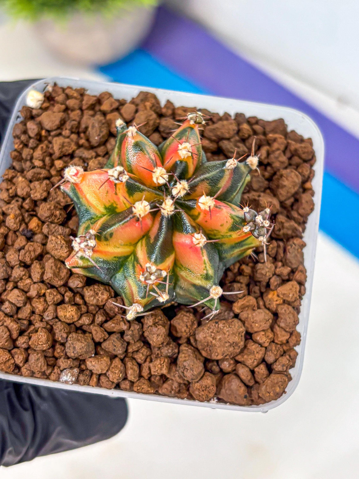 Gymnocalycium Sainampueng (gy13) (8) | Collectable Plant