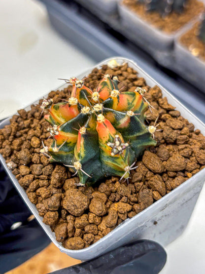 Gymnocalycium Sainampueng (gy13) (8) | Collectable Plant