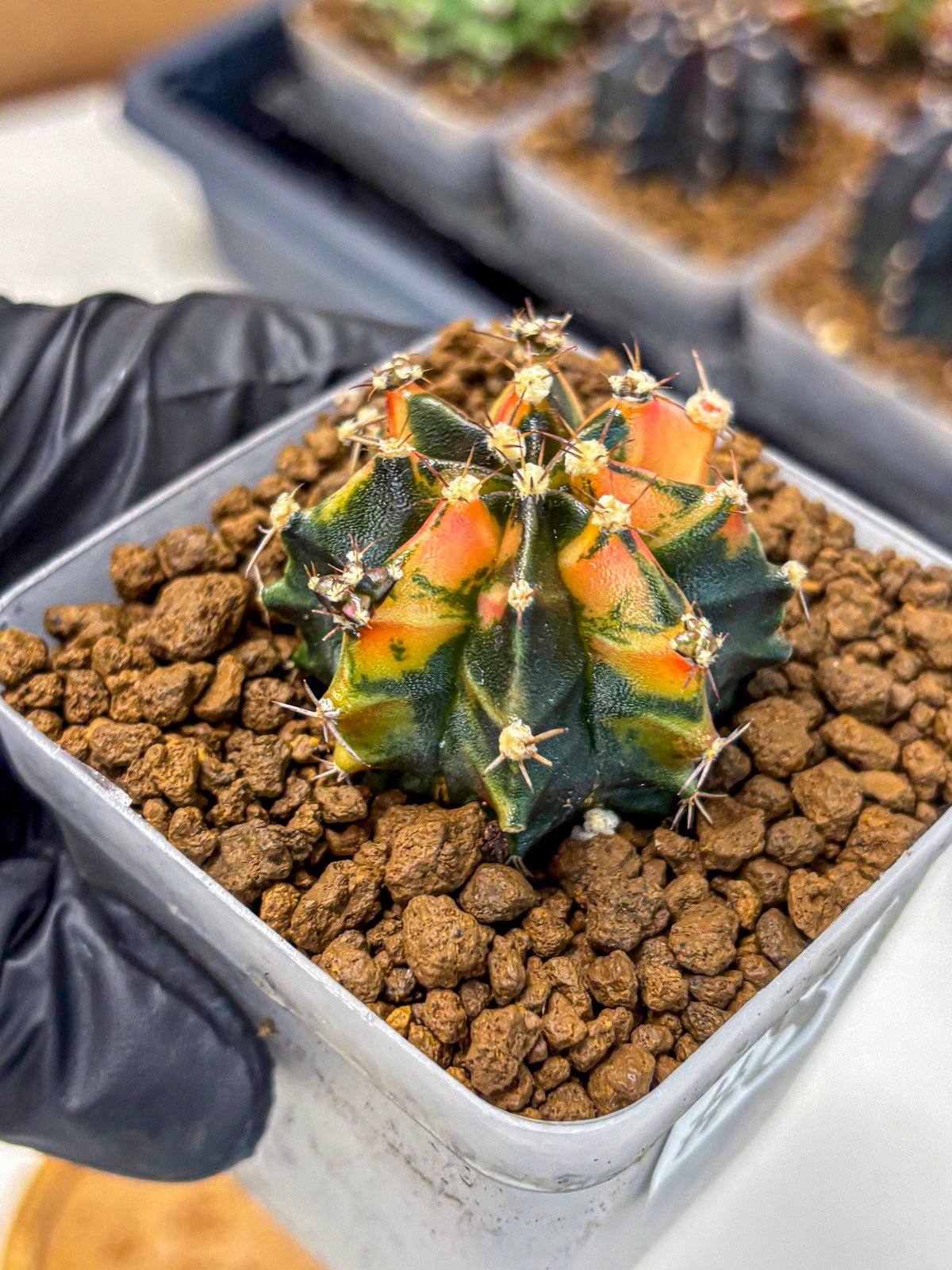 Gymnocalycium Sainampueng (gy13) (8) | Collectable Plant
