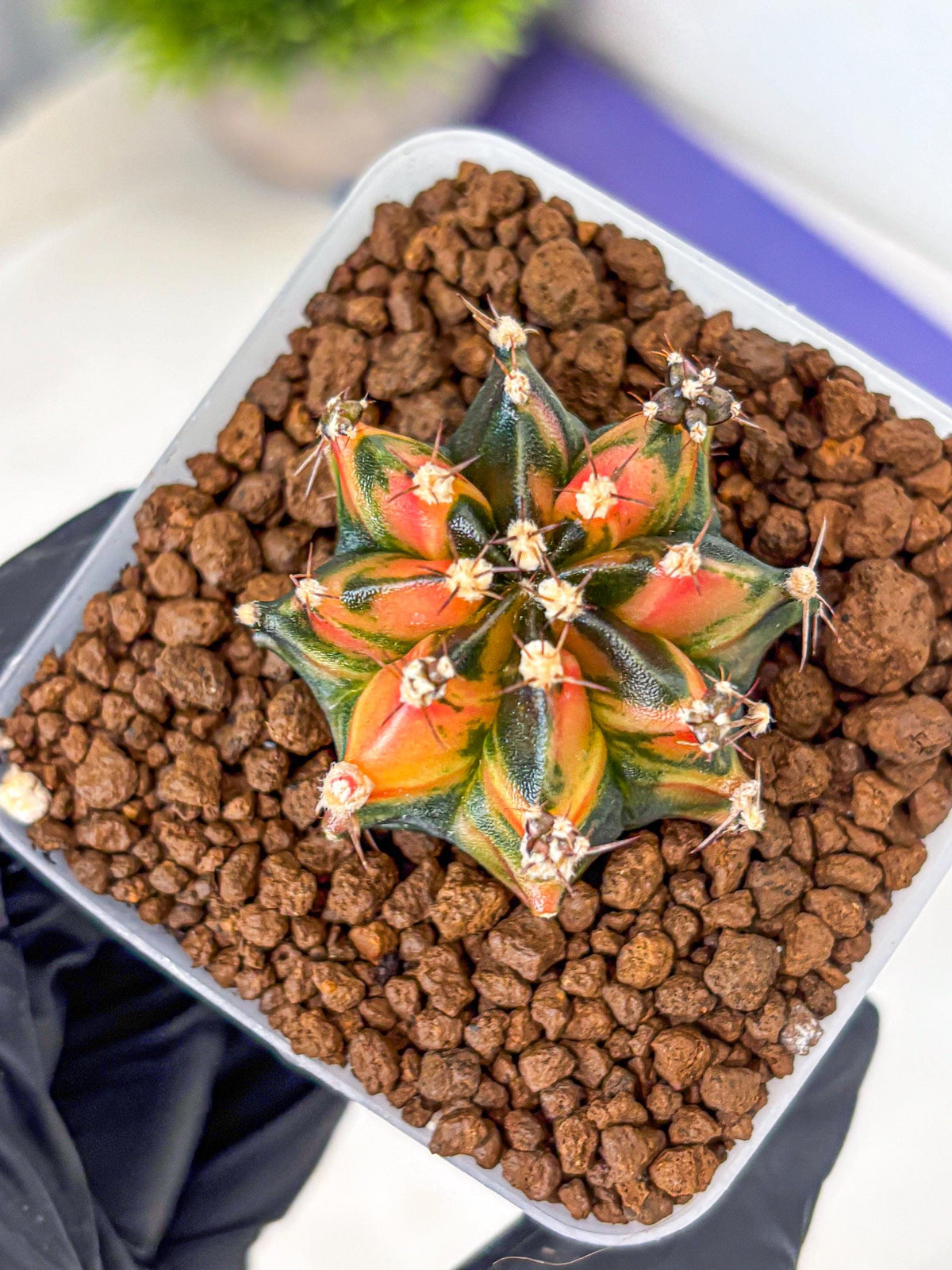 Gymnocalycium Sainampueng (gy13) (8) | Collectable Plant
