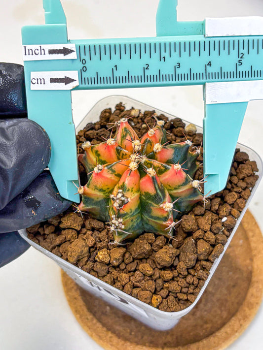 Gymnocalycium Sainampueng (gy13) (9) | Collectable Plant