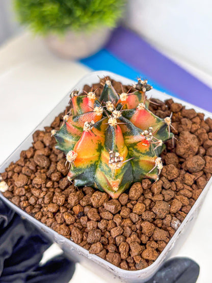 Gymnocalycium Sainampueng (gy13) (8) | Collectable Plant