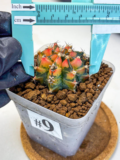 Gymnocalycium Sainampueng (gy13) (9) | Collectable Plant