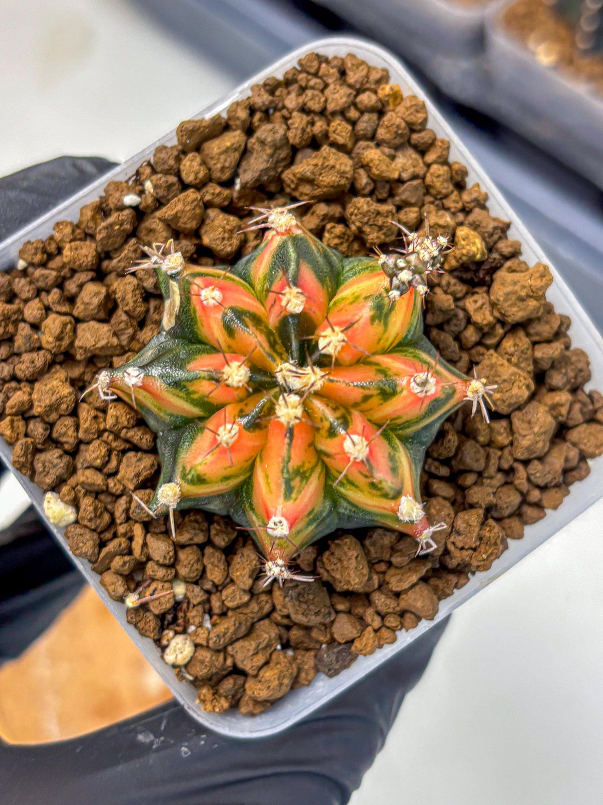 Gymnocalycium Sainampueng (gy13) (9) | Collectable Plant