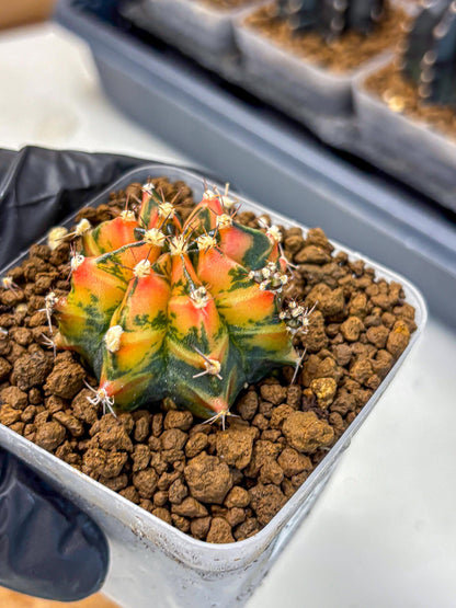 Gymnocalycium Sainampueng (gy13) (9) | Collectable Plant