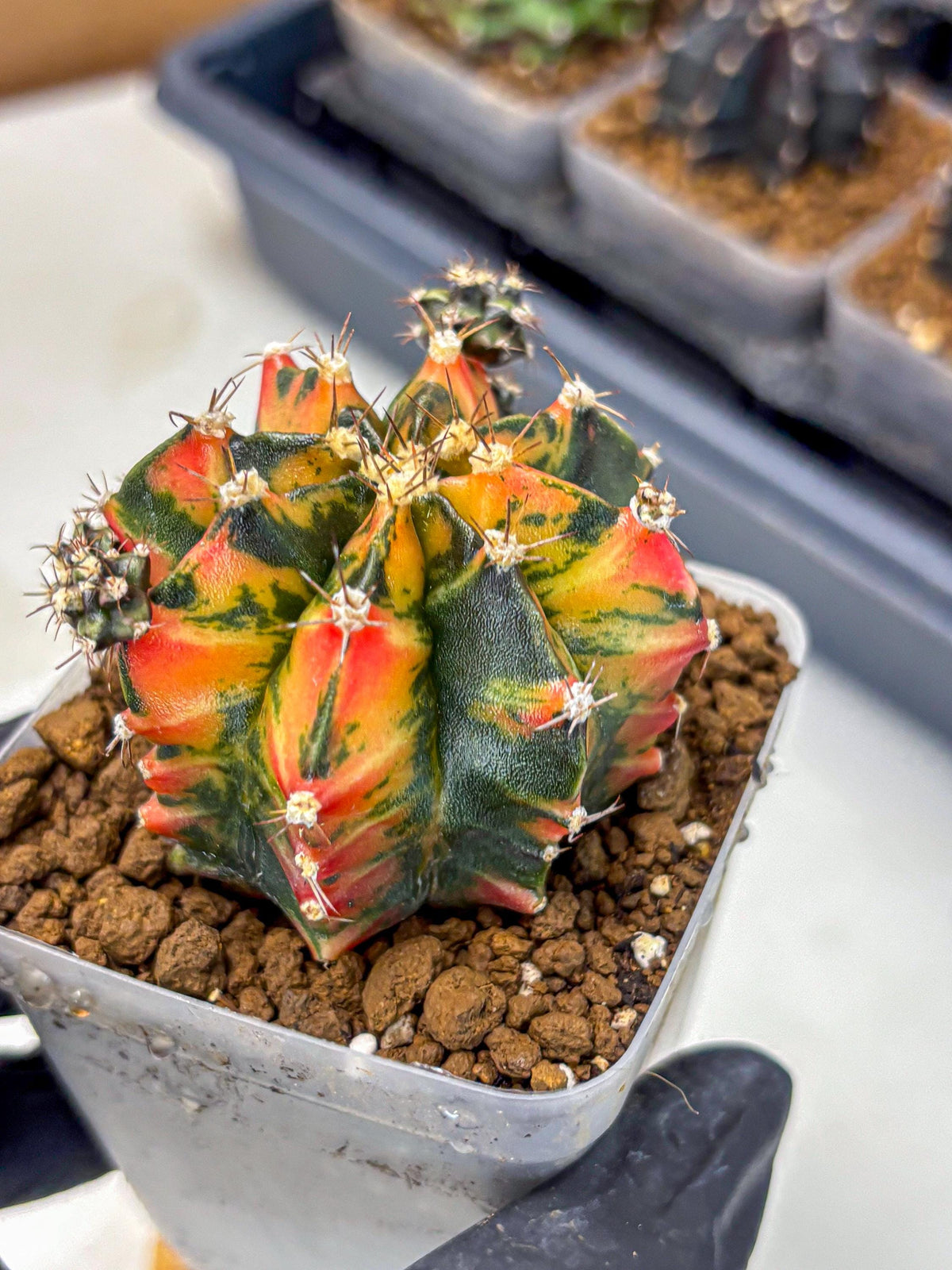 Gymnocalycium Sainampueng (gy13) (10) | Collectable Plant