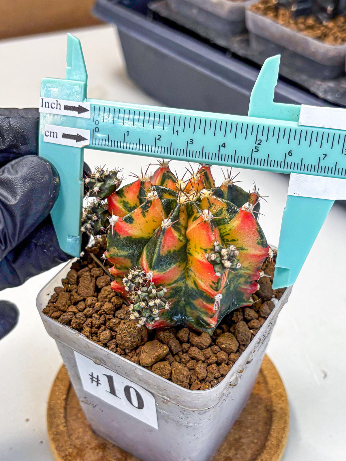 Gymnocalycium Sainampueng (gy13) (10) | Collectable Plant