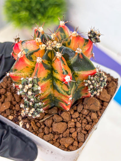 Gymnocalycium Sainampueng (gy13) (10) | Collectable Plant
