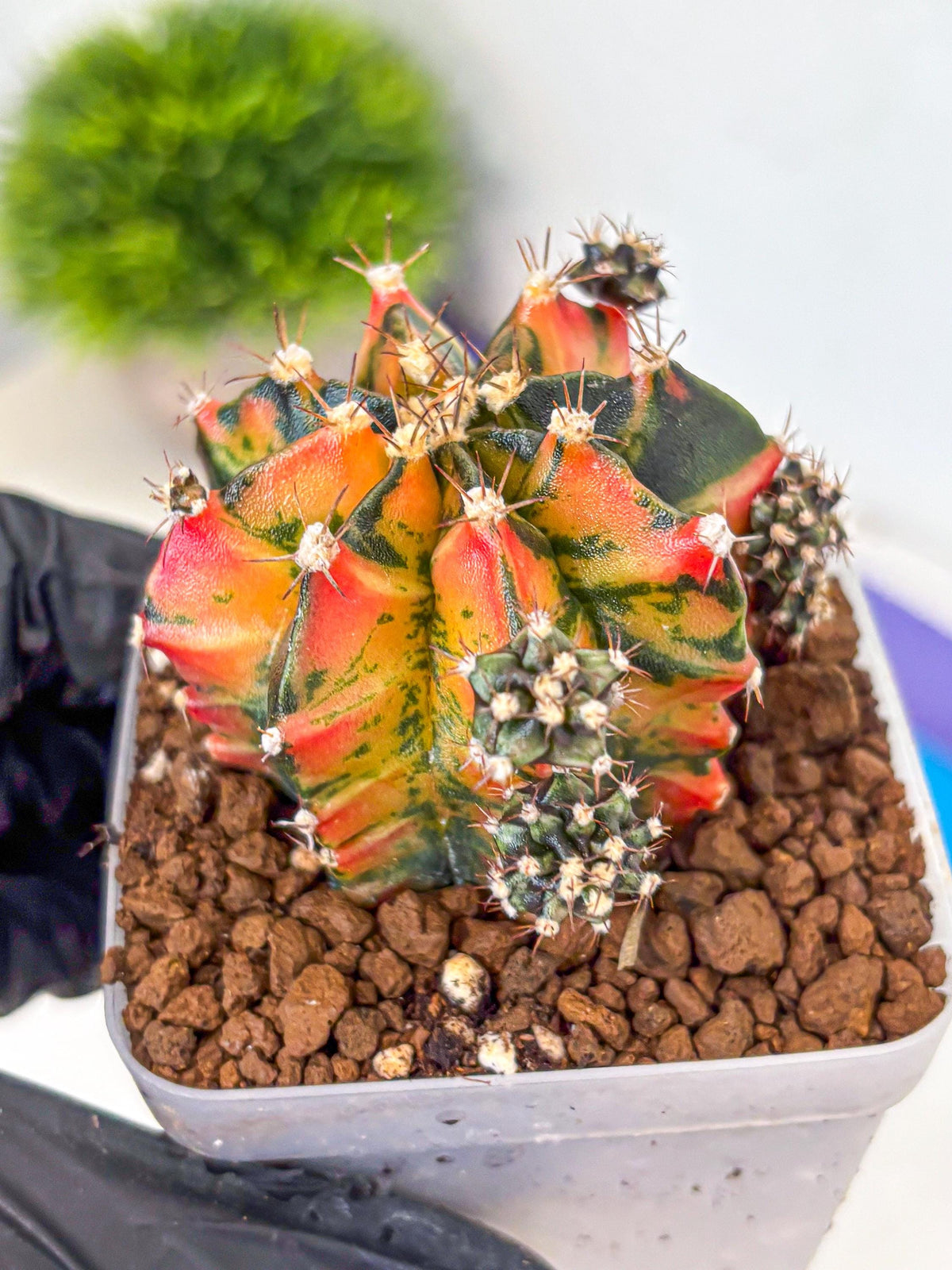 Gymnocalycium Sainampueng (gy13) (10) | Collectable Plant
