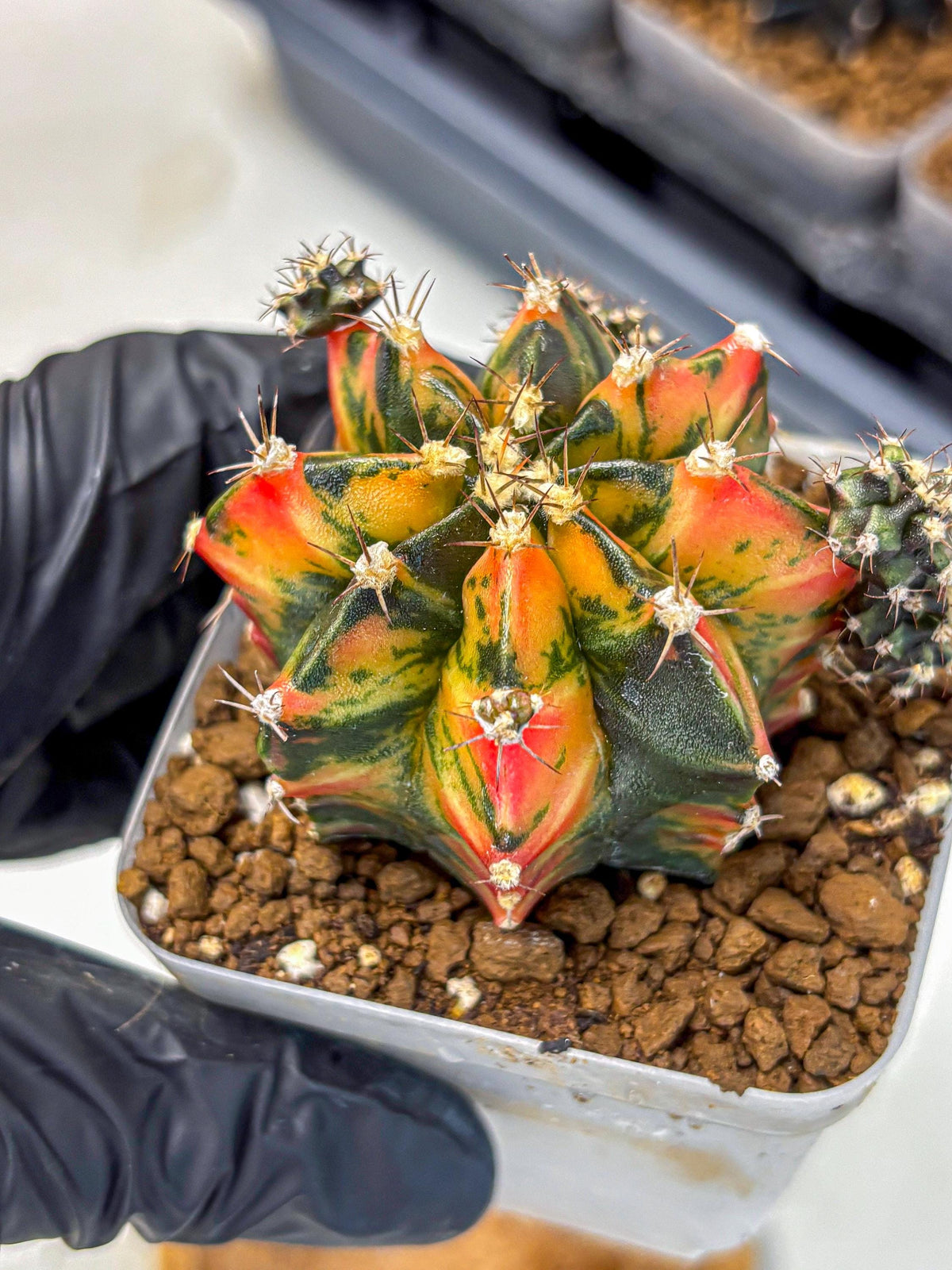Gymnocalycium Sainampueng (gy13) (10) | Collectable Plant