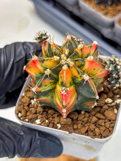 Gymnocalycium Sainampueng (gy13) (10) | Collectable Plant