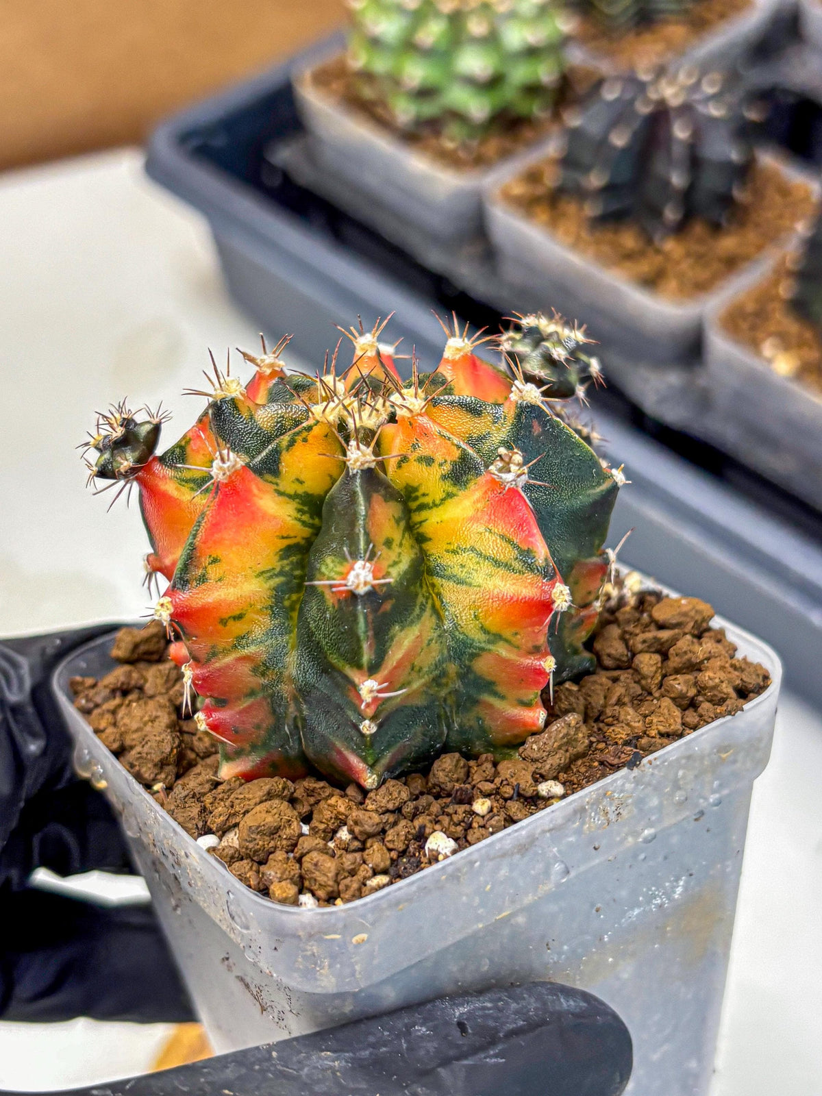 Gymnocalycium Sainampueng (gy13) (10) | Collectable Plant