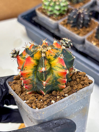 Gymnocalycium Sainampueng (gy13) (10) | Collectable Plant