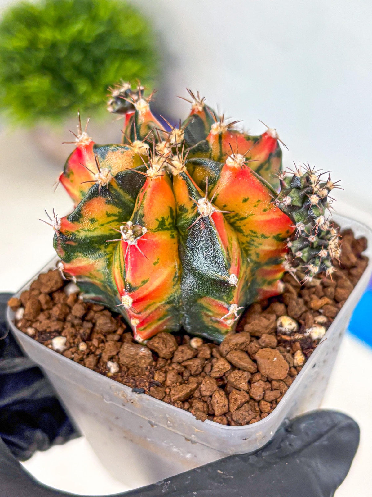 Gymnocalycium Sainampueng (gy13) (10) | Collectable Plant