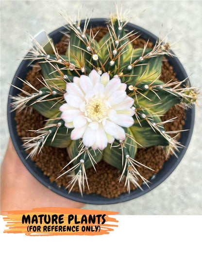 Gymnocalycium Emerald Kiss (gy13) (14) | Collectable Plant