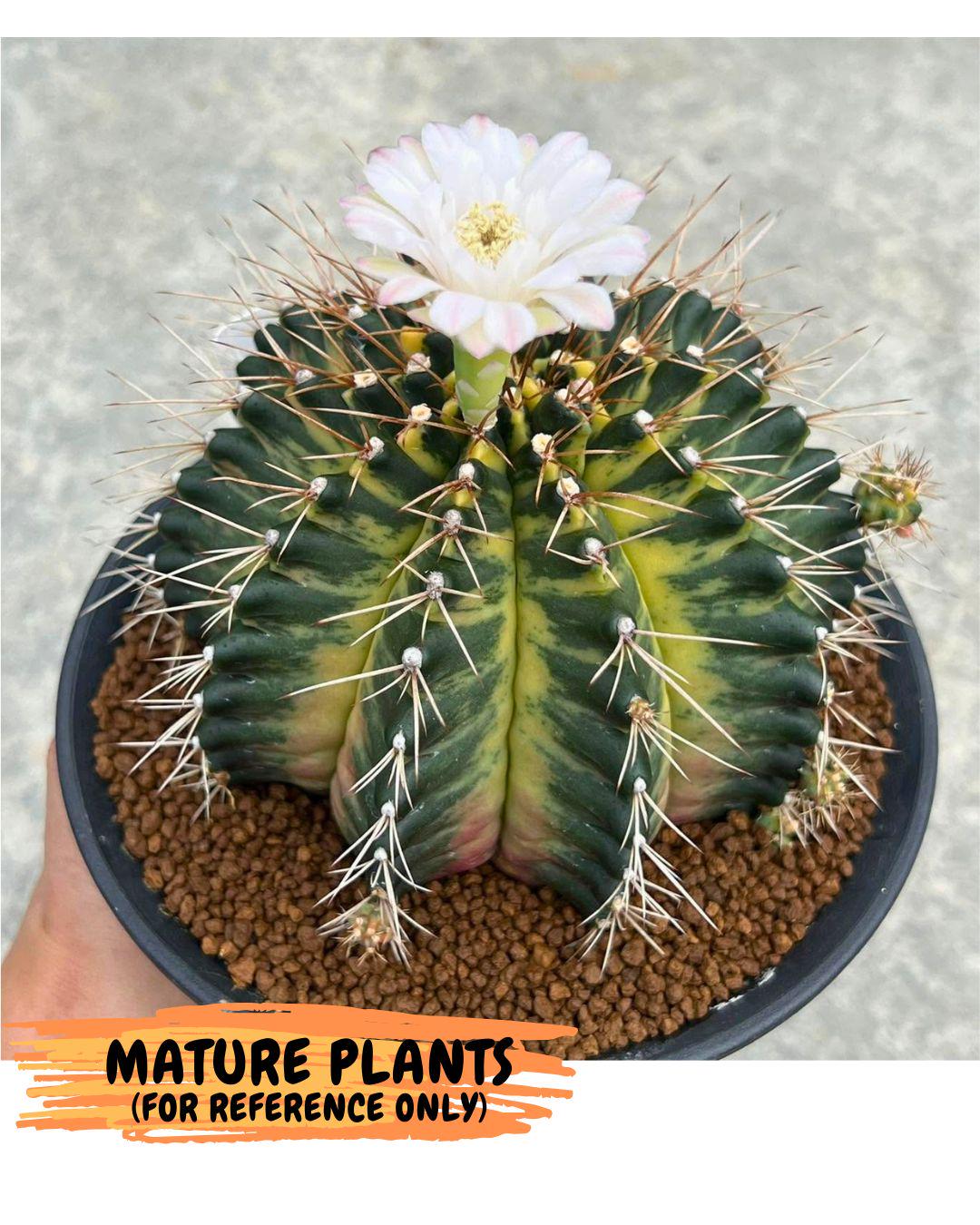 Gymnocalycium Emerald Kiss (gy13) (15) | Collectable Plant