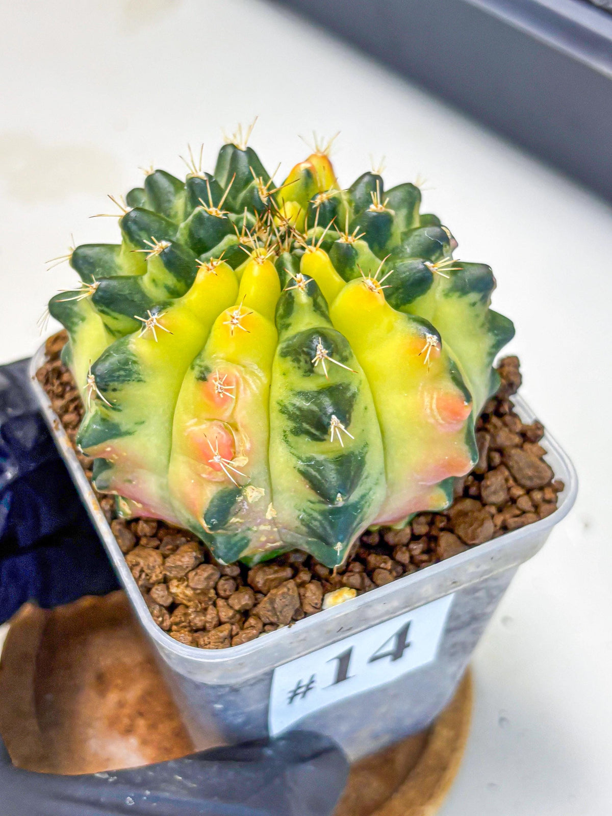 Gymnocalycium Emerald Kiss (gy13) (14) | Collectable Plant