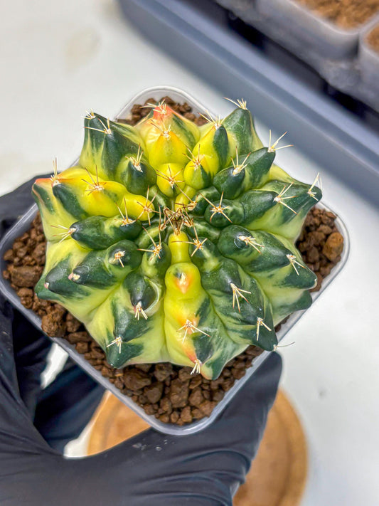 Gymnocalycium Emerald Kiss (gy13) (14) | Collectable Plant