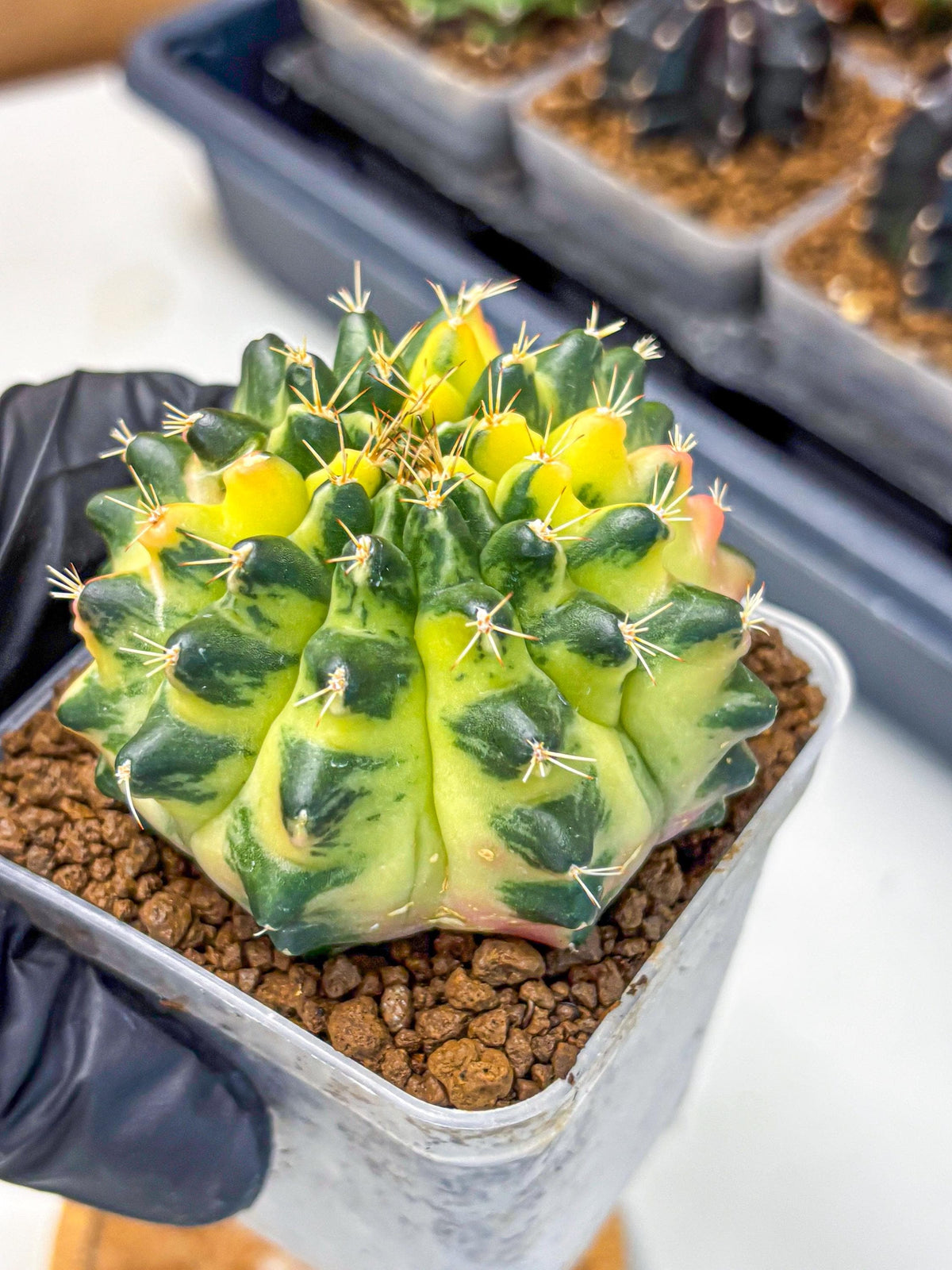 Gymnocalycium Emerald Kiss (gy13) (14) | Collectable Plant