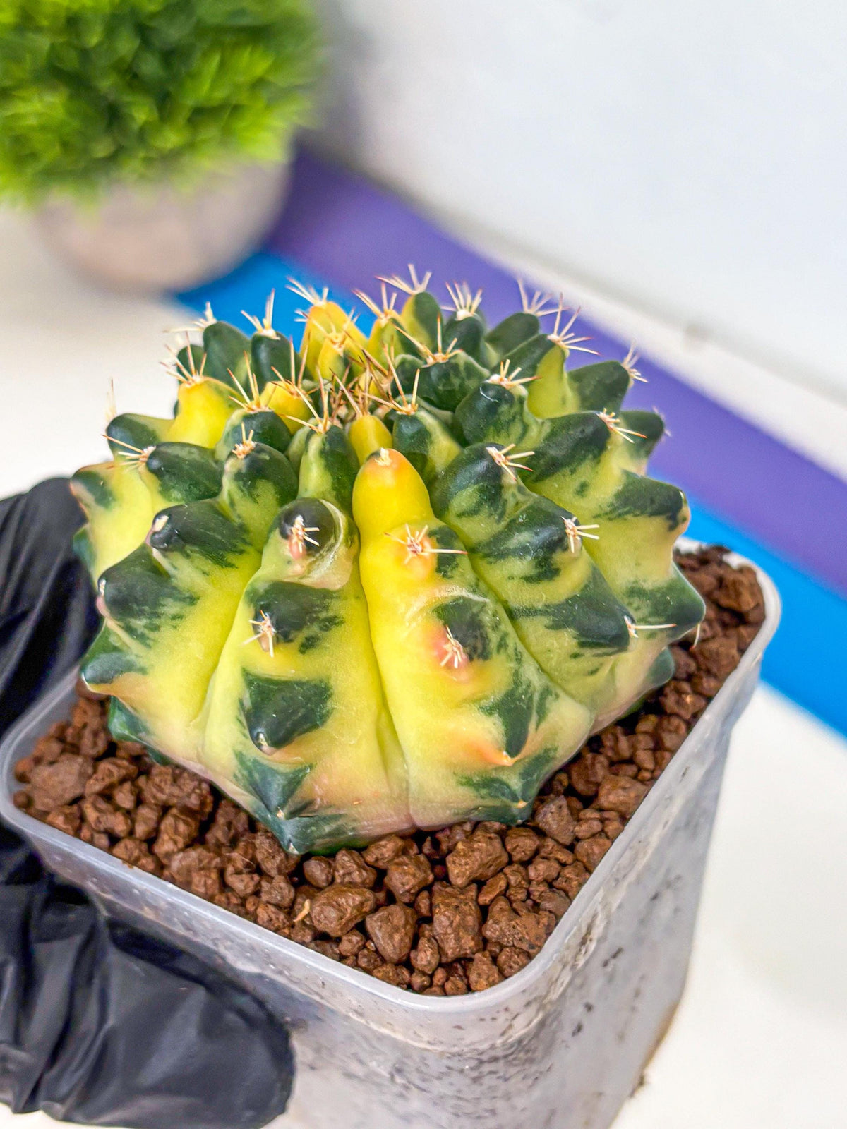 Gymnocalycium Emerald Kiss (gy13) (14) | Collectable Plant