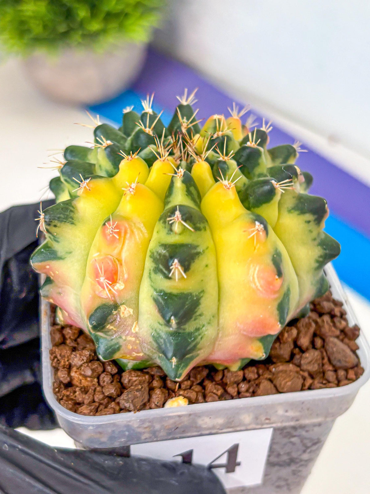 Gymnocalycium Emerald Kiss (gy13) (14) | Collectable Plant