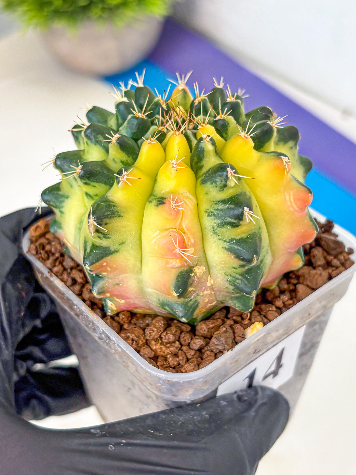 Gymnocalycium Emerald Kiss (gy13) (14) | Collectable Plant
