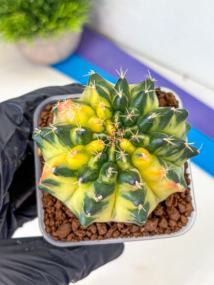 Gymnocalycium Emerald Kiss (gy13) (14) | Collectable Plant