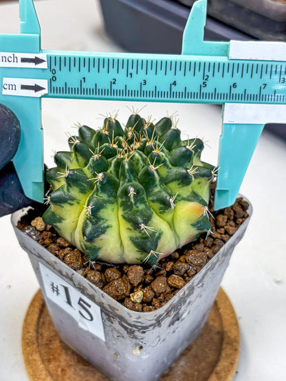 Gymnocalycium Emerald Kiss (gy13) (15) | Collectable Plant