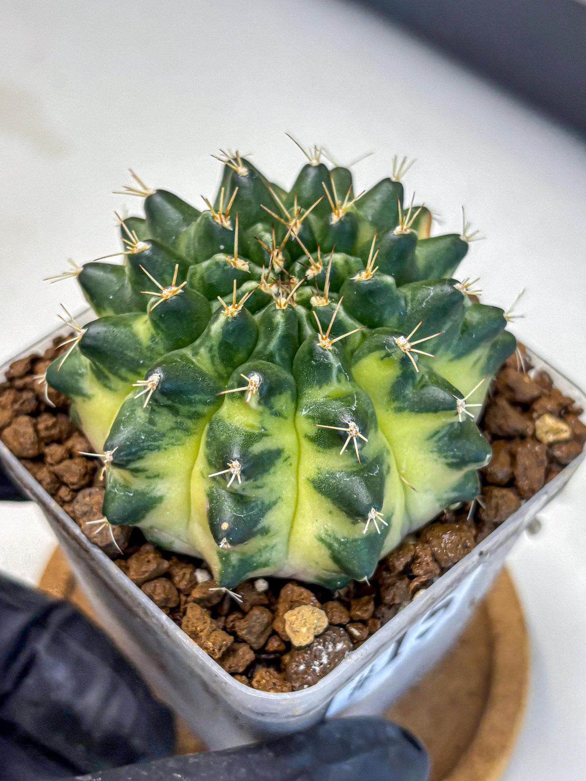 Gymnocalycium Emerald Kiss (gy13) (15) | Collectable Plant