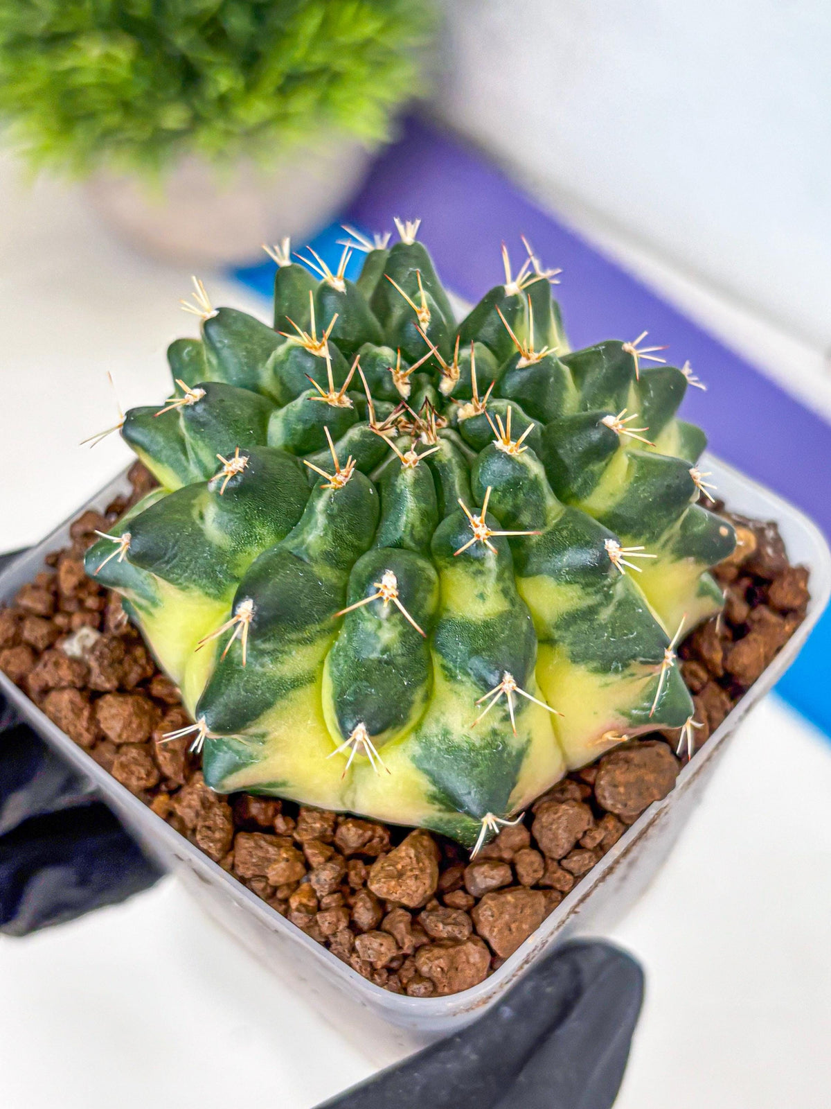 Gymnocalycium Emerald Kiss (gy13) (15) | Collectable Plant