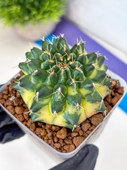 Gymnocalycium Emerald Kiss (gy13) (15) | Collectable Plant