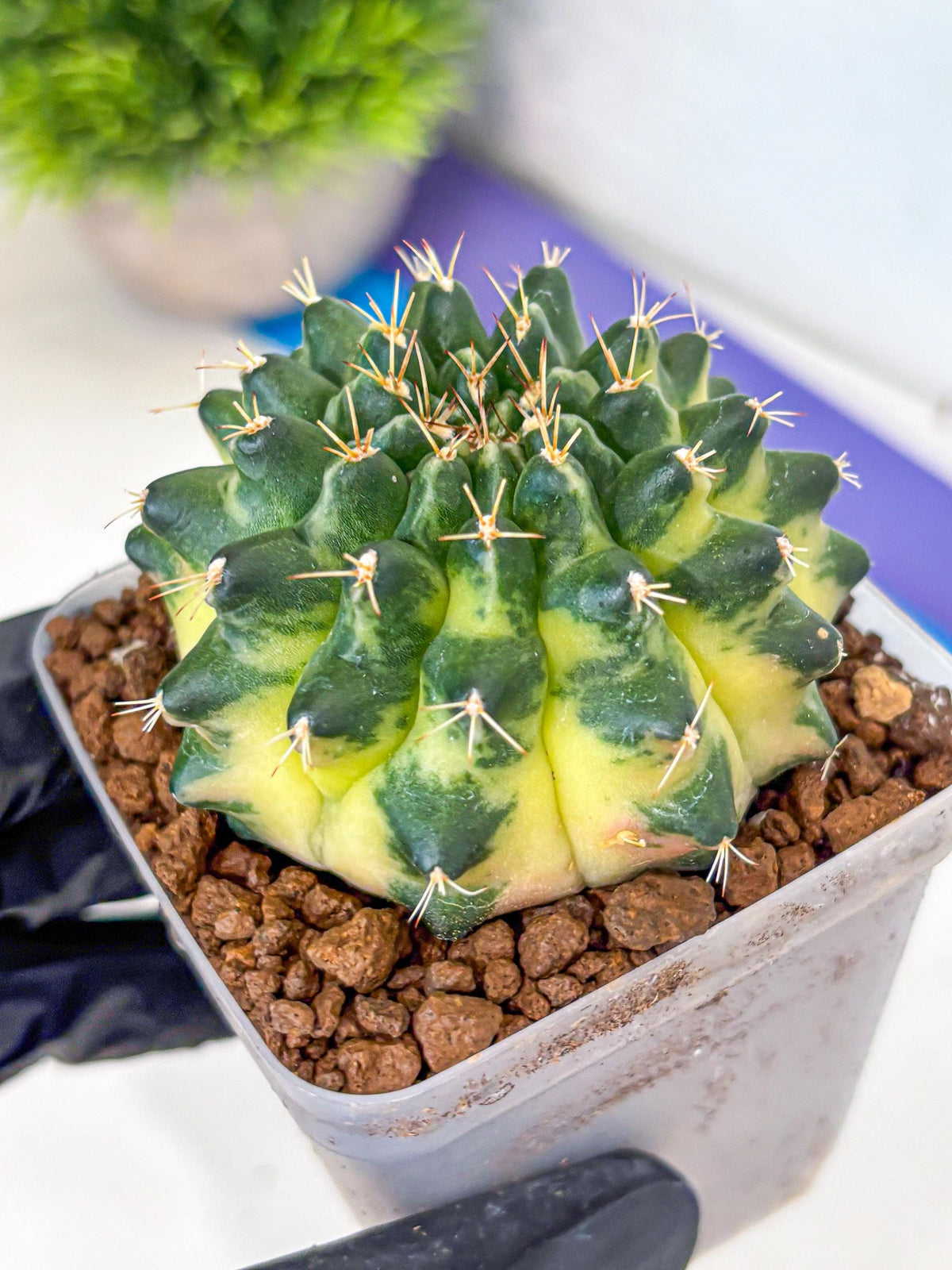 Gymnocalycium Emerald Kiss (gy13) (15) | Collectable Plant