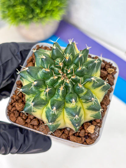 Gymnocalycium Emerald Kiss (gy13) (15) | Collectable Plant