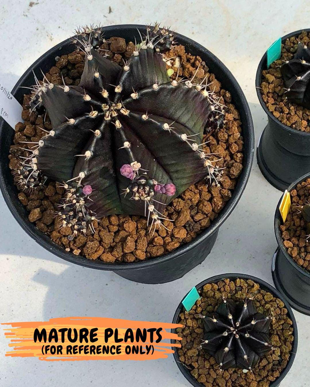 Gymnocalycium Black Widow (gy13) (16) | Collectable Plant