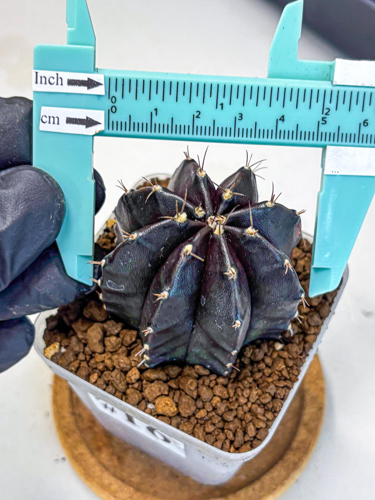 Gymnocalycium Black Widow (gy13) (16) | Collectable Plant