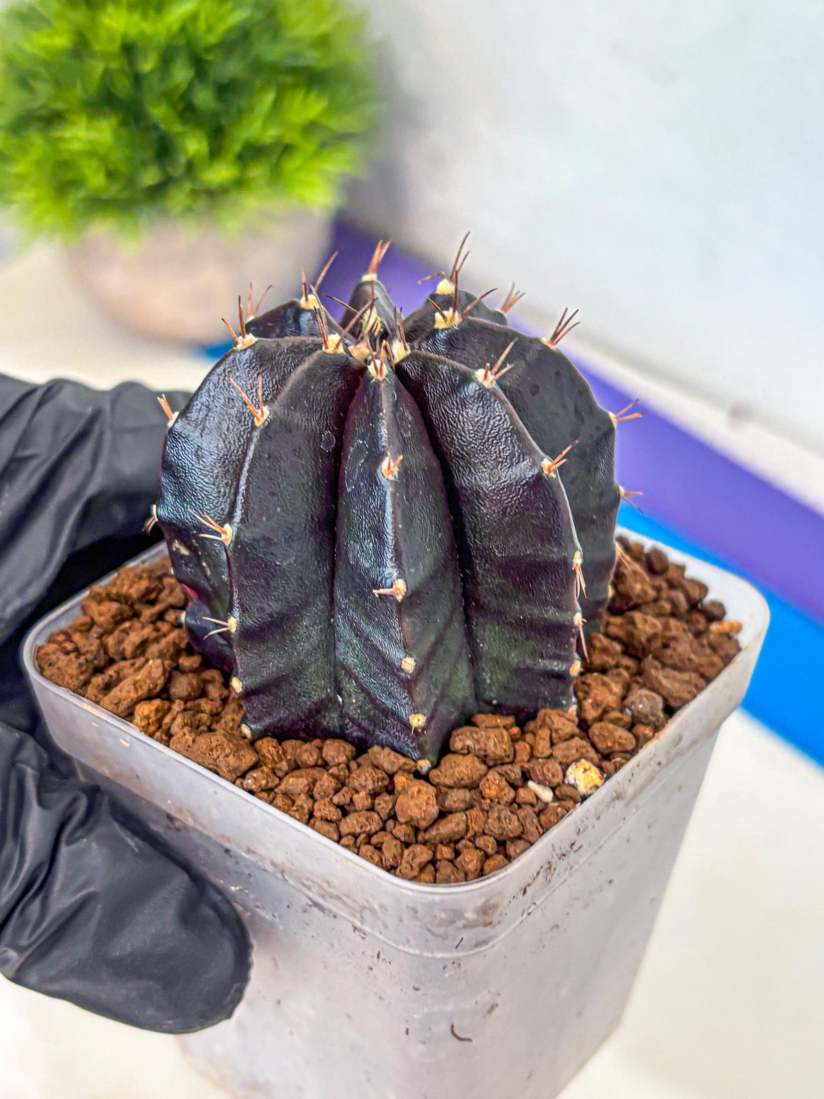 Gymnocalycium Black Widow (gy13) (16) | Collectable Plant