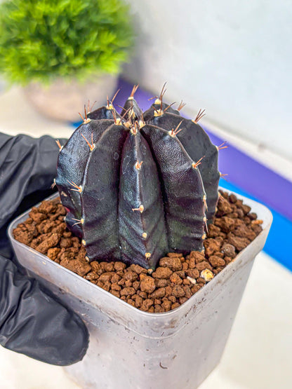 Gymnocalycium Black Widow (gy13) (16) | Collectable Plant