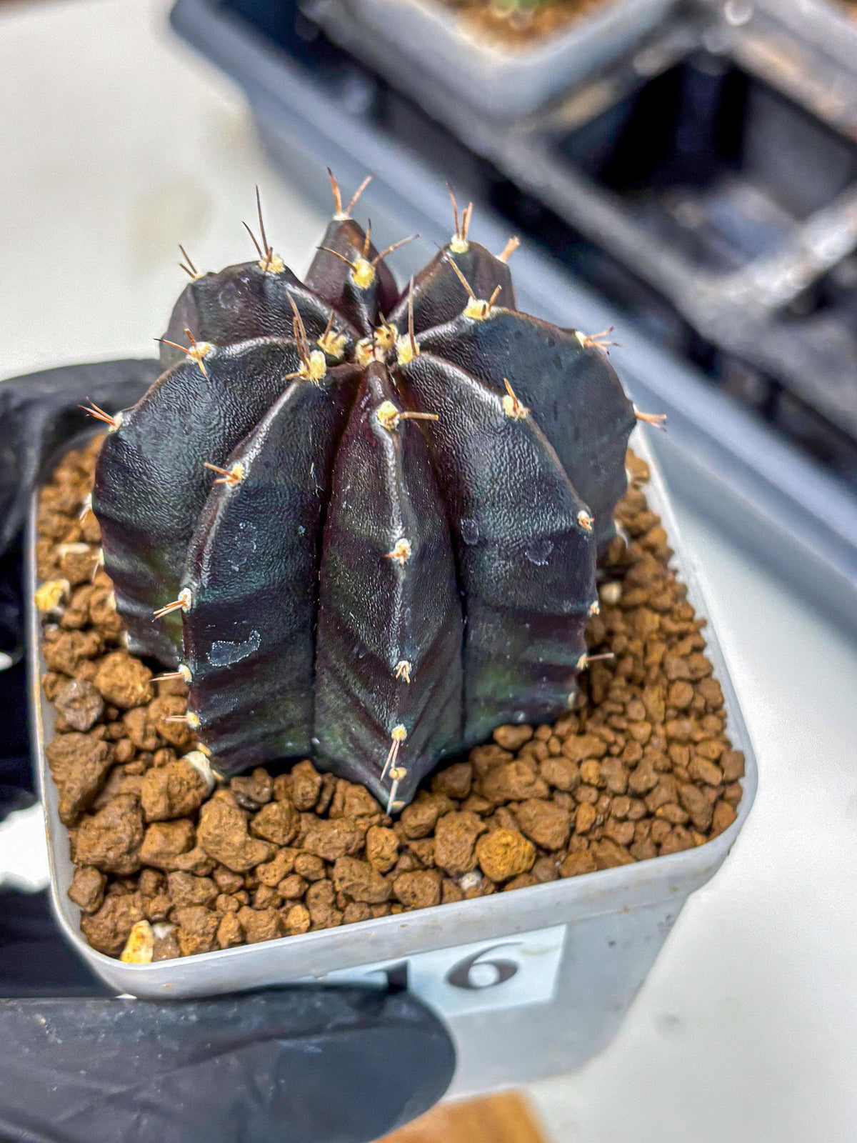 Gymnocalycium Black Widow (gy13) (16) | Collectable Plant