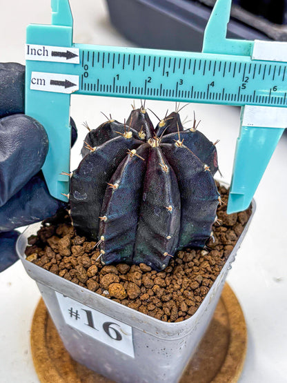 Gymnocalycium Black Widow (gy13) (16) | Collectable Plant